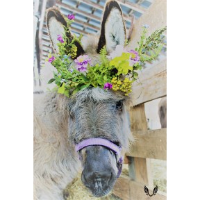 Sweet Gertie the donkey wearing a flower crown.